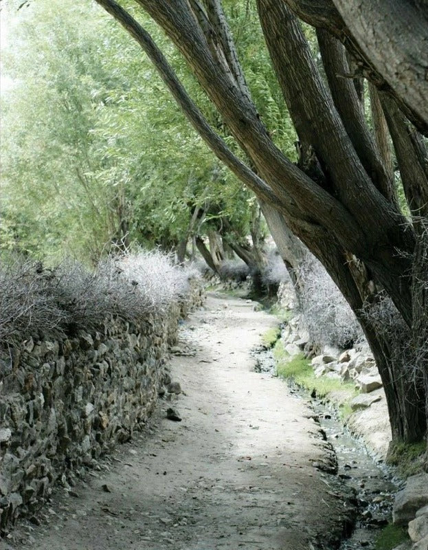 The Apricot Road to Yarkand